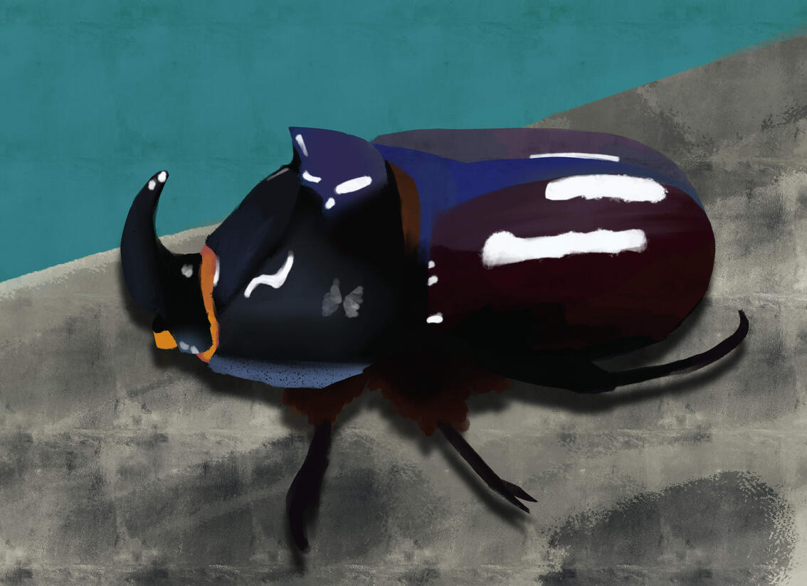 Beetle (Digital)