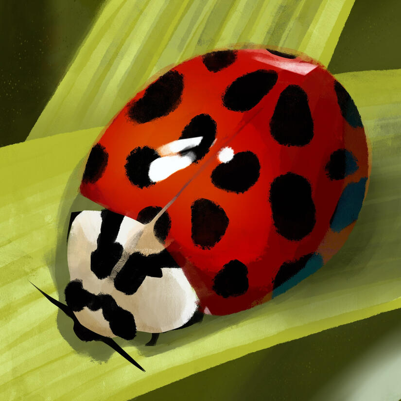 Ladybug (Digital)