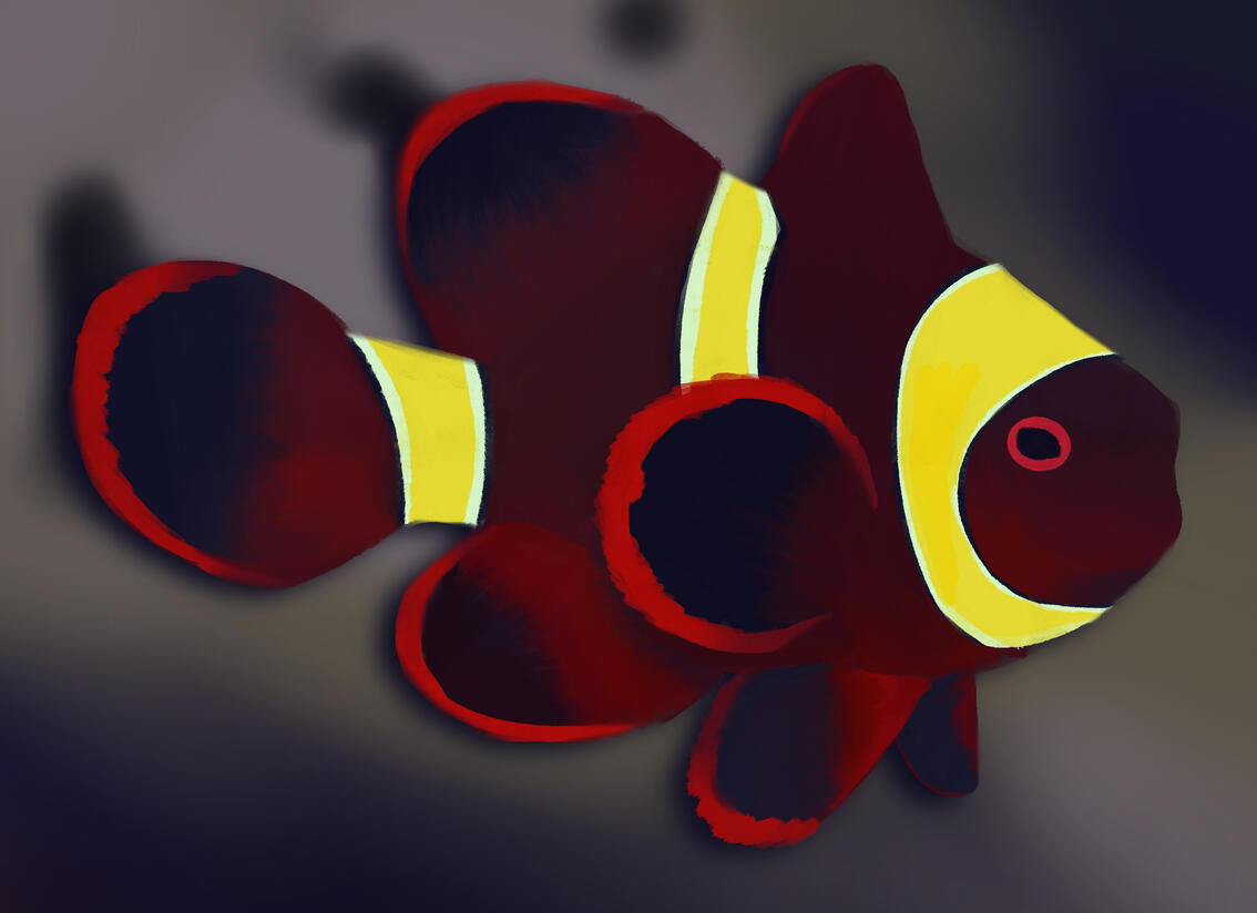 Maroon (Digital)